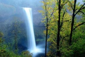 cascada, Selva, Naturaleza, Arboles