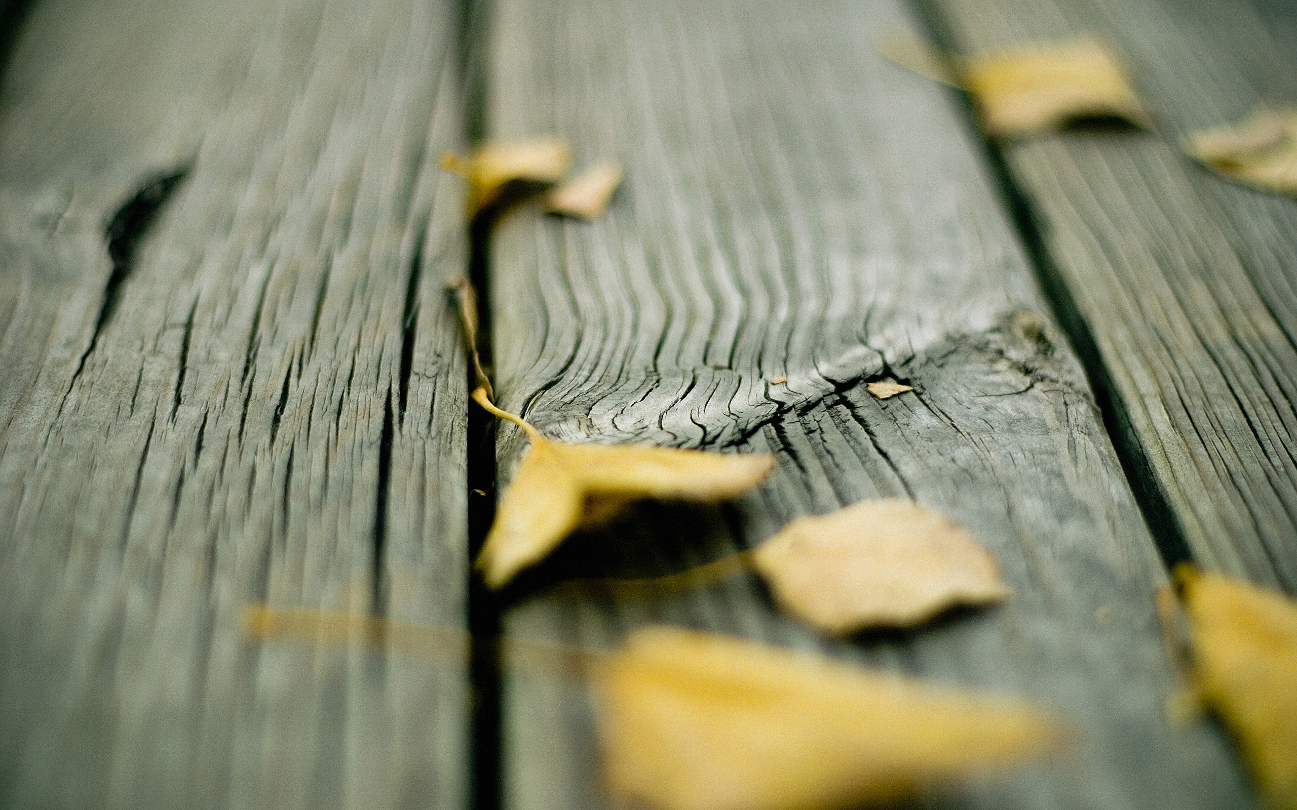 wood, Leaves, Fallen, Leaves Wallpaper