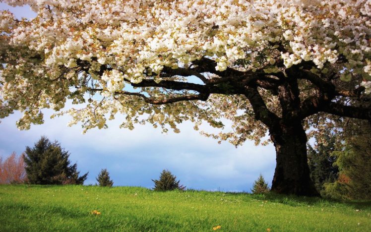 naturaleza, Primavera, Cerezo, Flor HD Wallpaper Desktop Background
