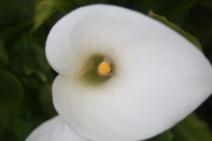 arum, Lily, Close, Up