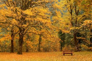 autumn, Bench, Amazing, Landscape, Nature, Beauty