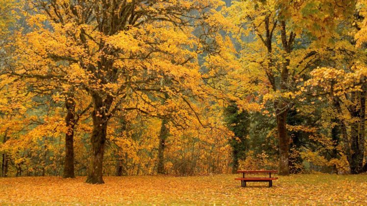 autumn, Bench, Amazing, Landscape, Nature, Beauty HD Wallpaper Desktop Background