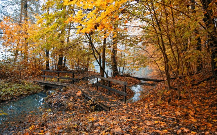 nature, Tree, Autumn, Photography, Leaves, Amazing, Landscape, Beauty HD Wallpaper Desktop Background
