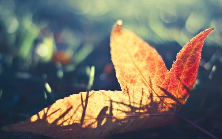 nature, Leaf, Leaves, Macro, Fallen, Leaves HD Wallpaper Desktop Background