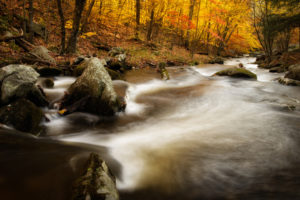 river, Stream, Trees, Forest, Autumn