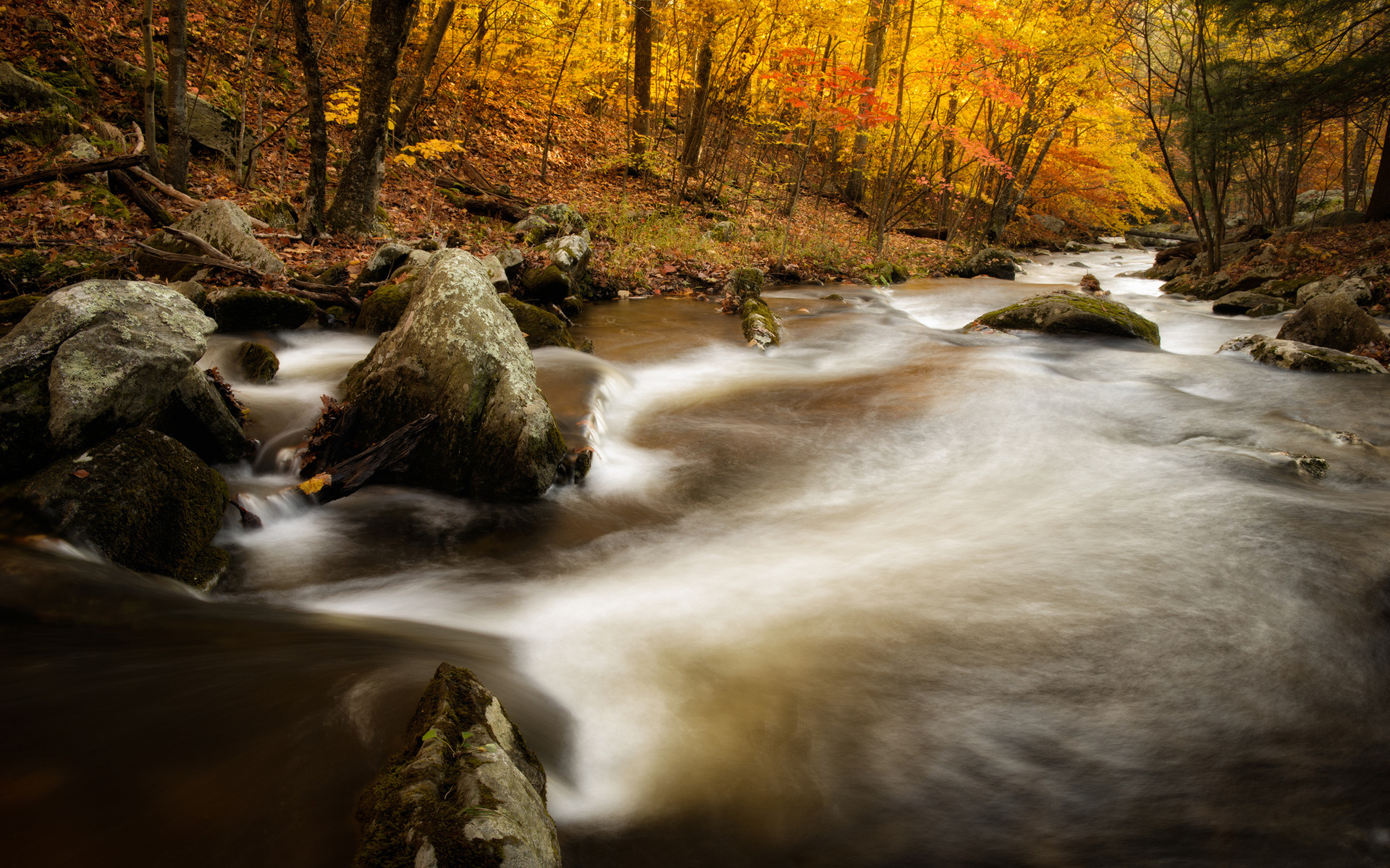 river, Stream, Trees, Forest, Autumn Wallpaper
