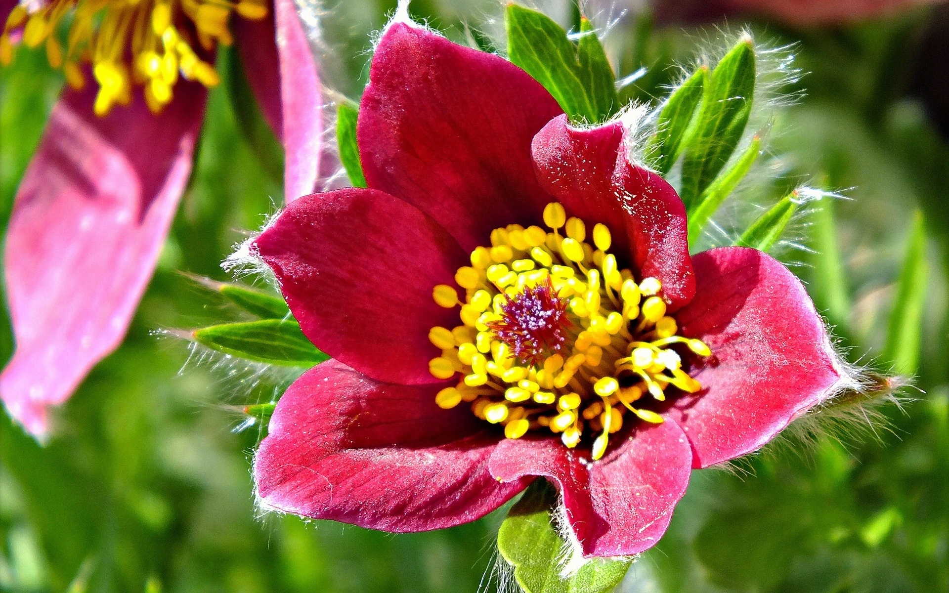 flower Wallpaper