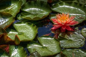 lily, Leaves, Water