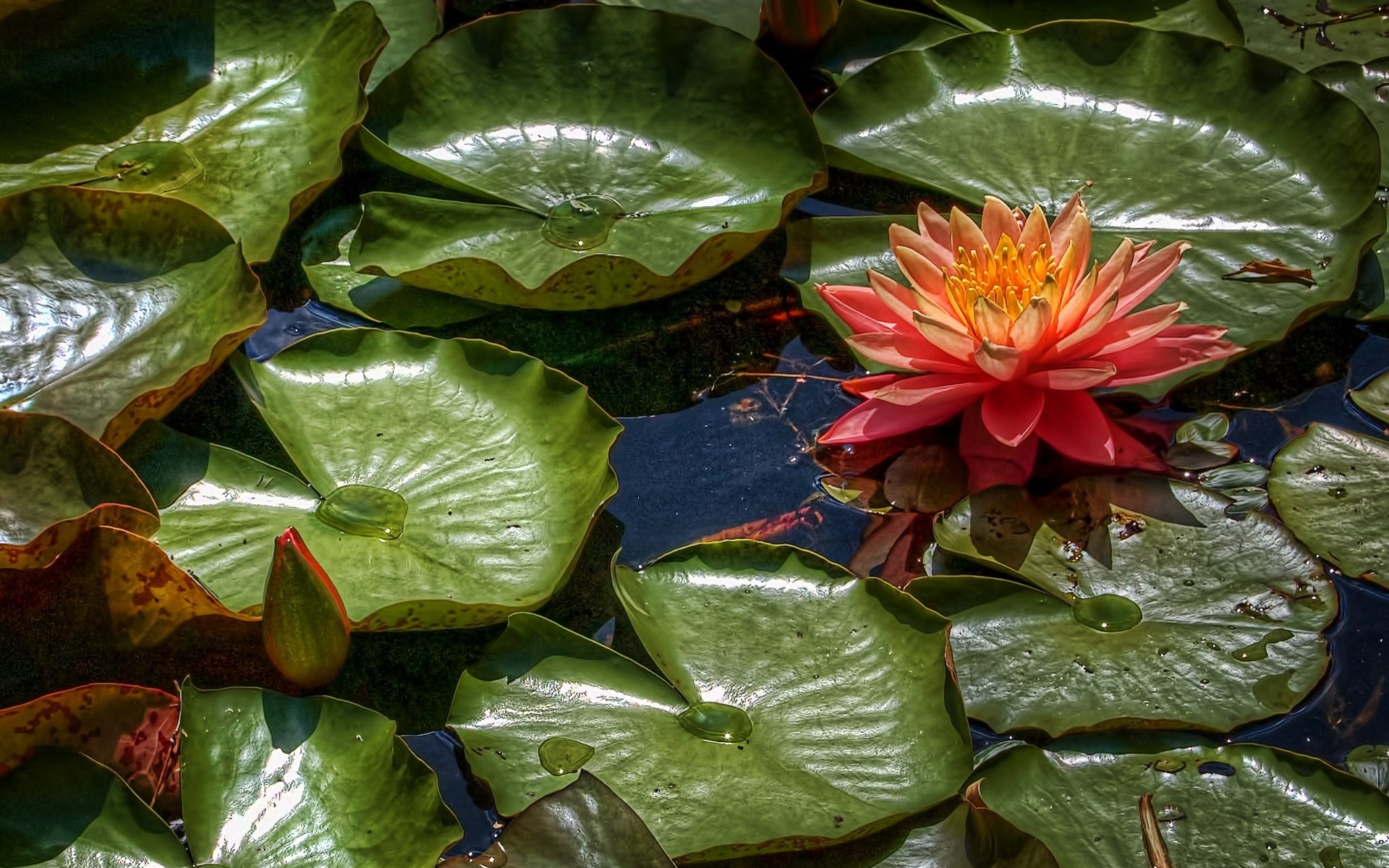 lily, Leaves, Water Wallpaper