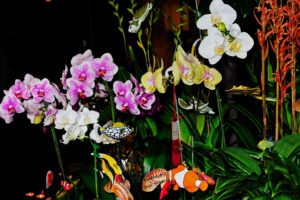 orchid, Flowers, Fish, Fishes, Bokeh