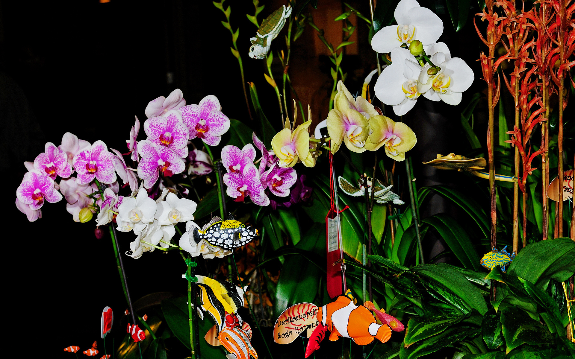 orchid, Flowers, Fish, Fishes, Bokeh Wallpaper
