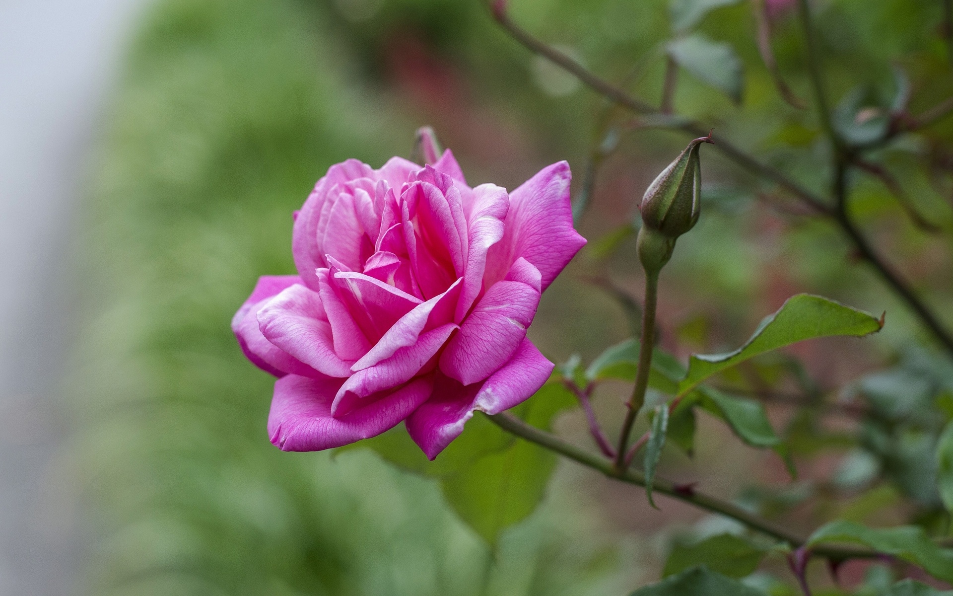 rose, Bud, Petals Wallpaper