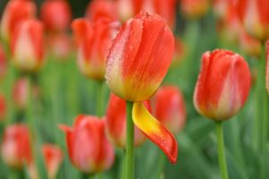 tulip, Bud, Petal, Drops, Flower