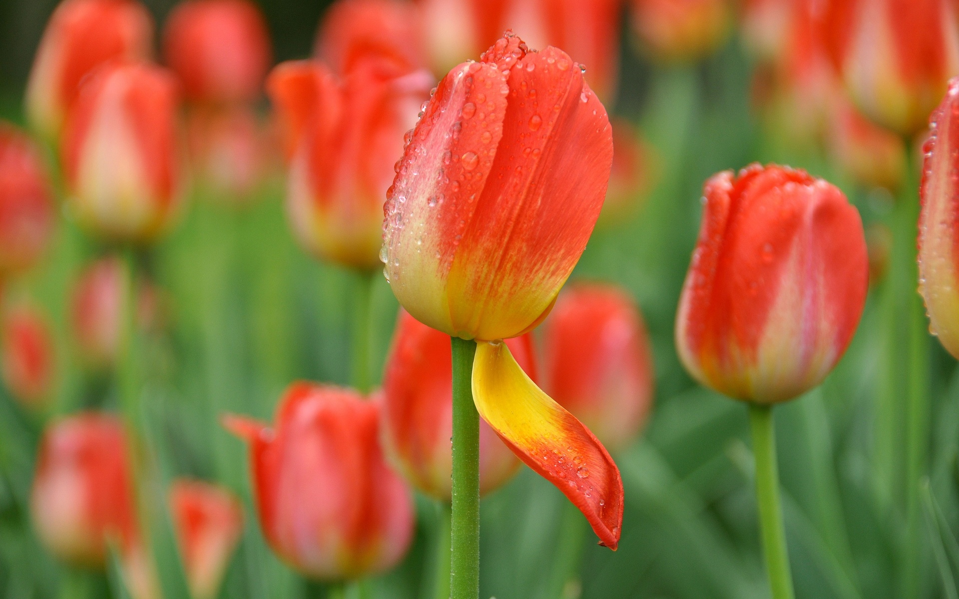 tulip, Bud, Petal, Drops, Flower Wallpaper