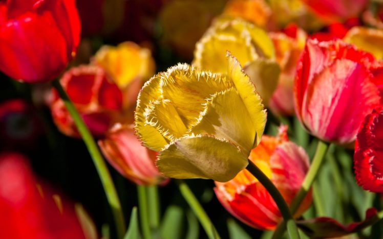tulips, Buds HD Wallpaper Desktop Background