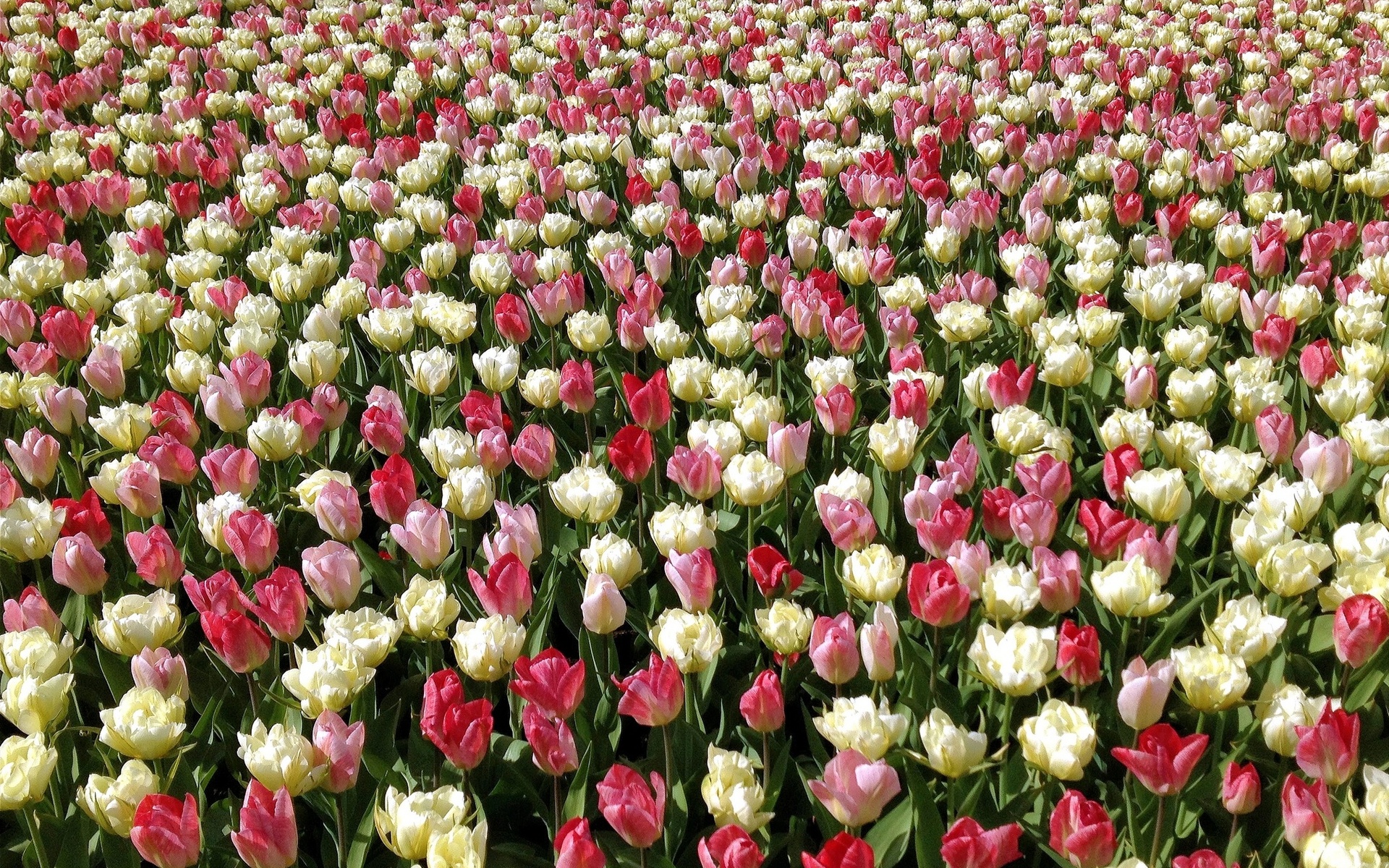 tulips, Buds, Bokeh Wallpaper