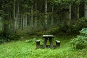 bench, Forest, Trees