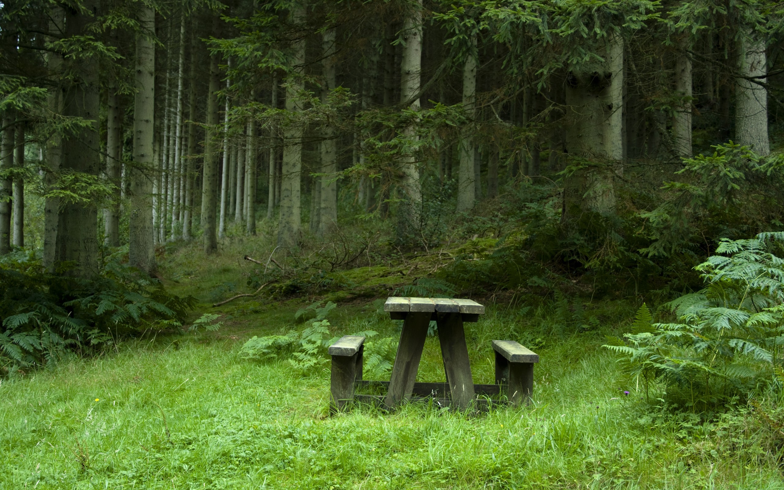 bench, Forest, Trees Wallpaper