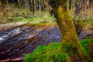 river, Trees, Moss, Forest