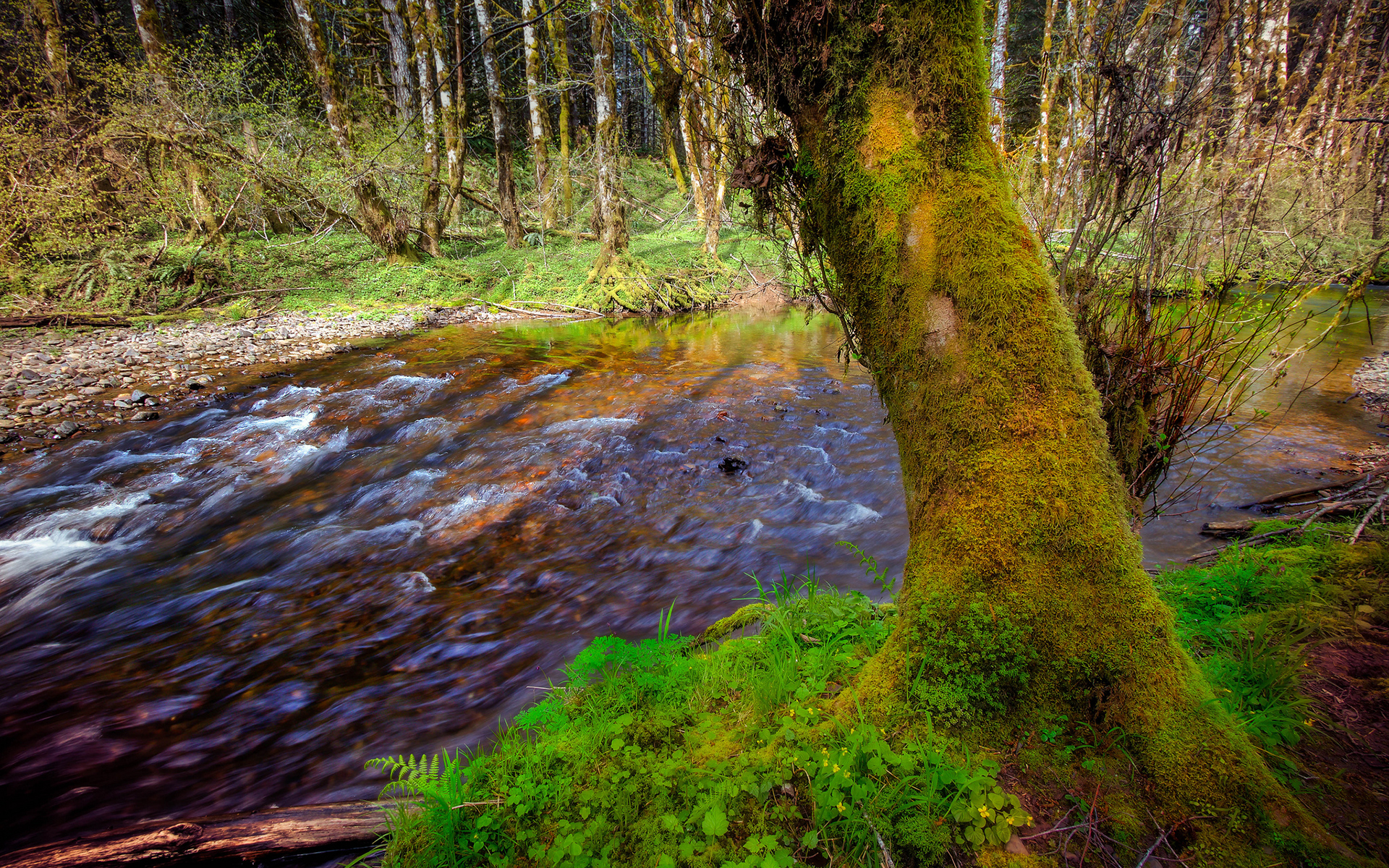 river, Trees, Moss, Forest Wallpaper