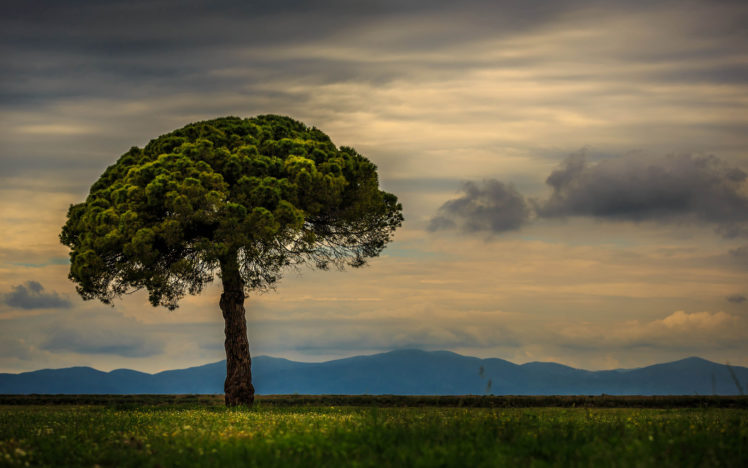 tree, Trees, Landscape HD Wallpaper Desktop Background