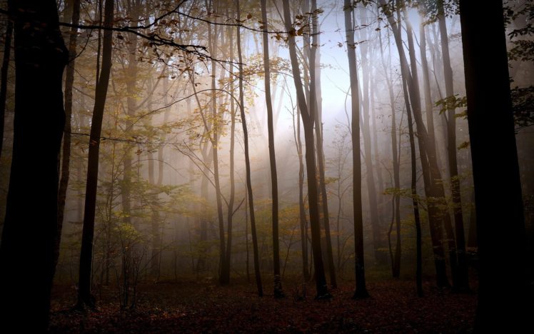 trees, Sunlight, Forest, Fog, Mood HD Wallpaper Desktop Background