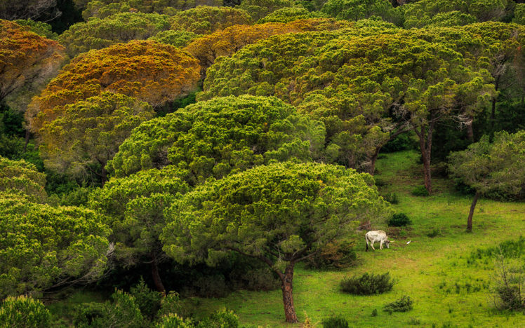 trees, Jungle, Forest, Animals, Steer, Cow HD Wallpaper Desktop Background