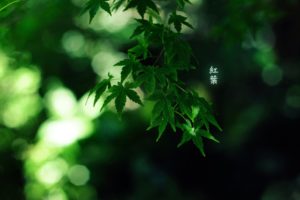 green, Japan, Nature, Trees, Forest, Leaves, Bamboo, Japanese, Depth, Of, Field, Momiji