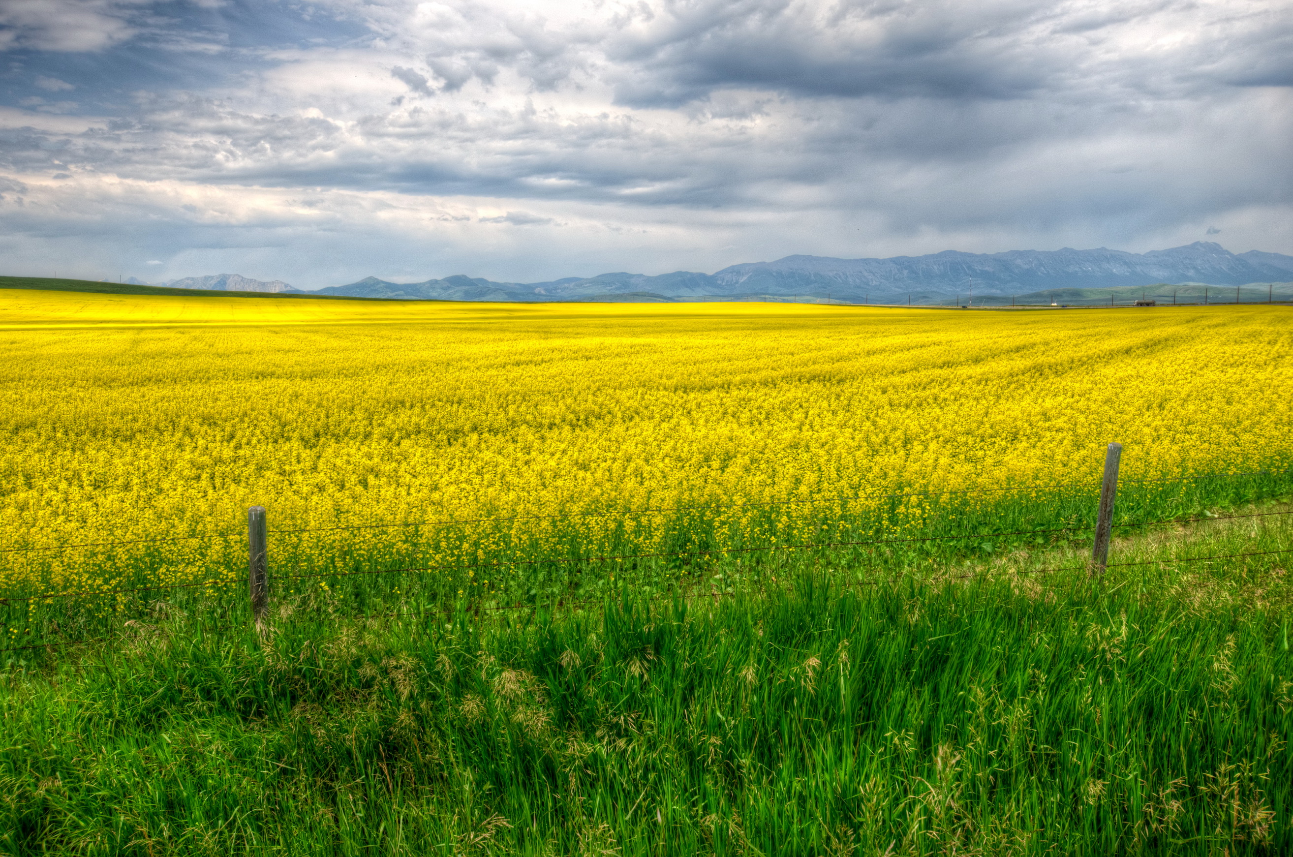 fields, Calgary, Grass, Yellow, Fence, Nature Wallpaper