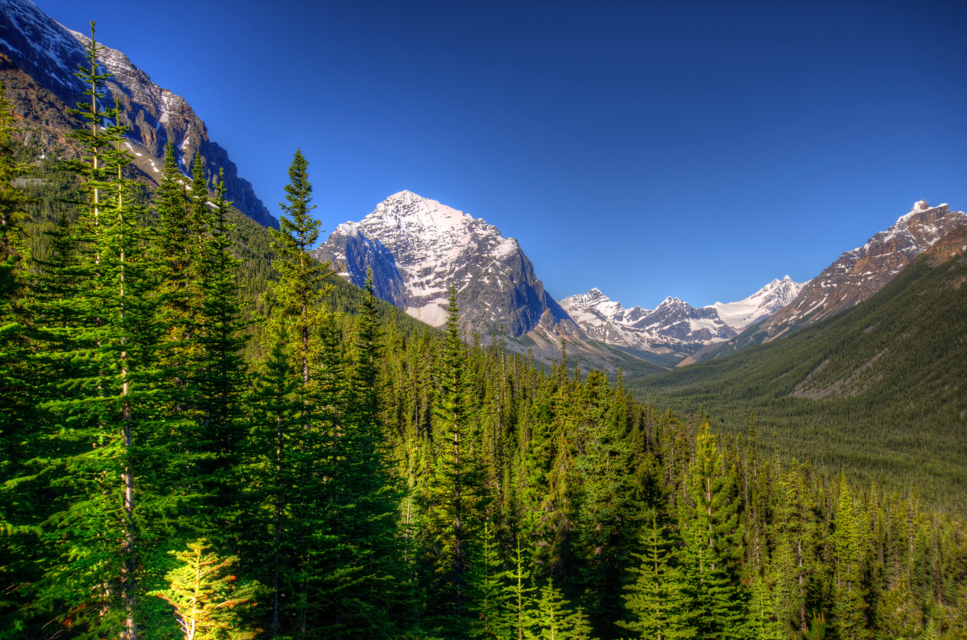 parks, Canada, Forests, Scenery, Mountains, Jasper, Trees, Fir, Nature, Trees, Hdr Wallpaper