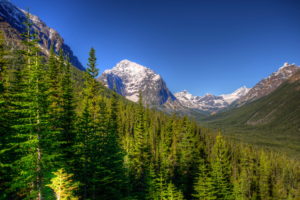 parks, Canada, Forests, Scenery, Mountains, Jasper, Trees, Fir, Nature, Trees, Hdr