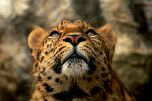 cats, Animals, Leopards