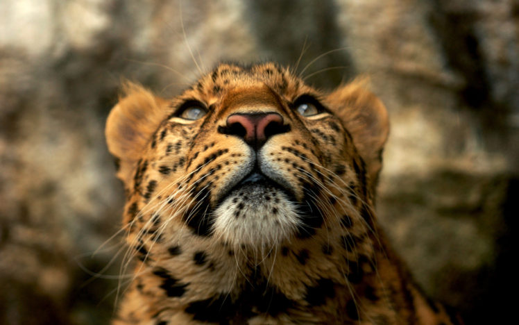 cats, Animals, Leopards HD Wallpaper Desktop Background