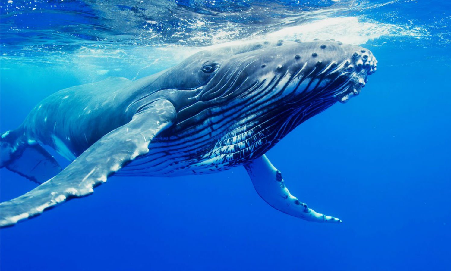 whale, Whales, Fish, Underwater, Ocean, Sea, Sealife ...