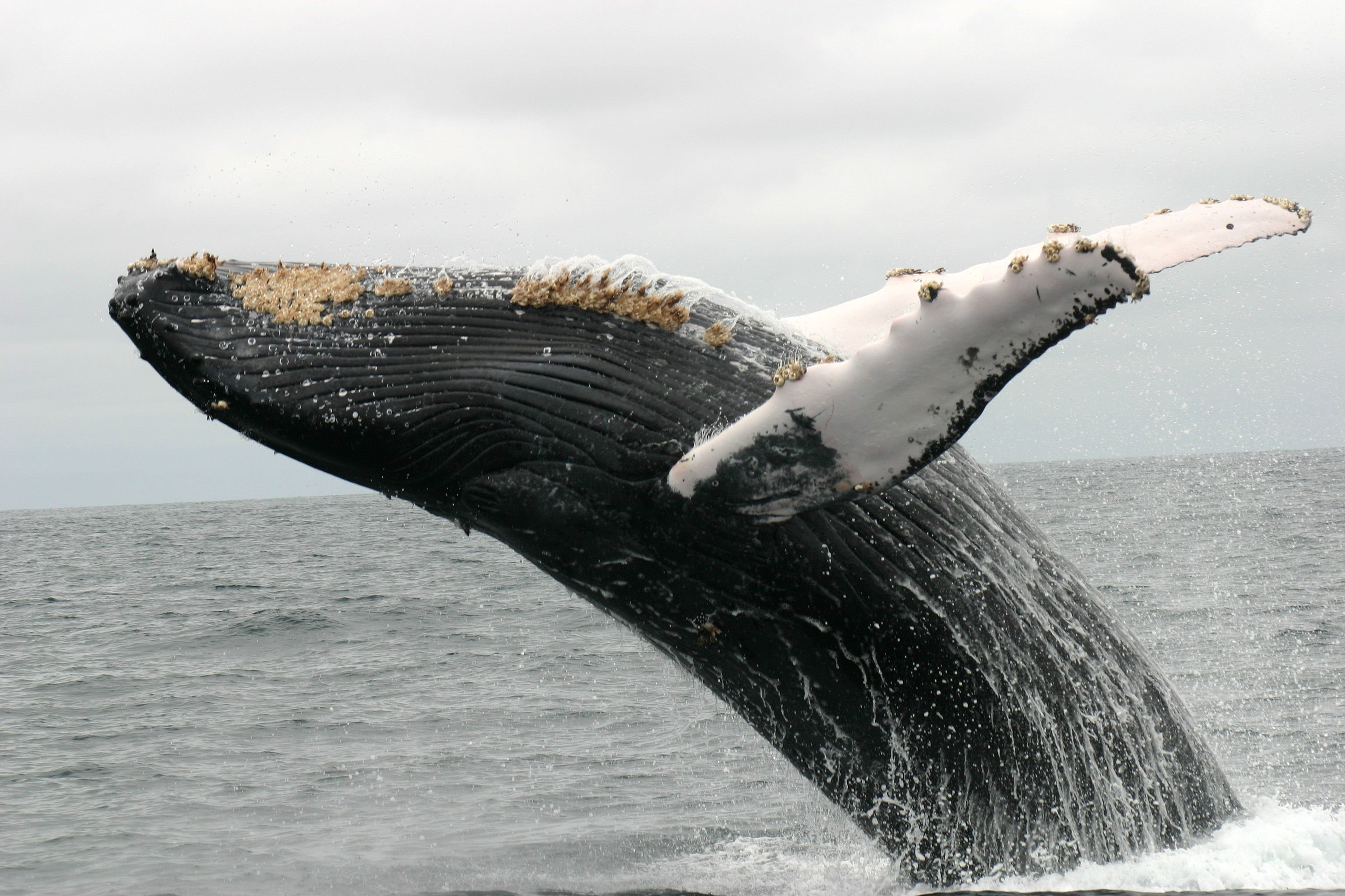 Усоногие паразиты китов