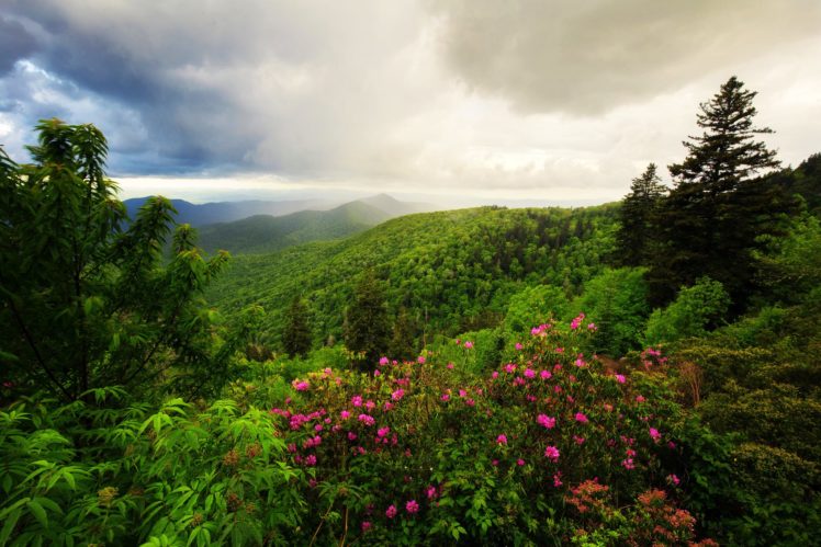 mountains, Trees, Forest, Bushes, Herbs, Flowers, Clouds HD Wallpaper Desktop Background