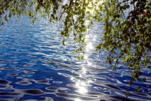 leaves, Twigs, Bent, Over, The, Water, Ripples, Reflections, Sunny