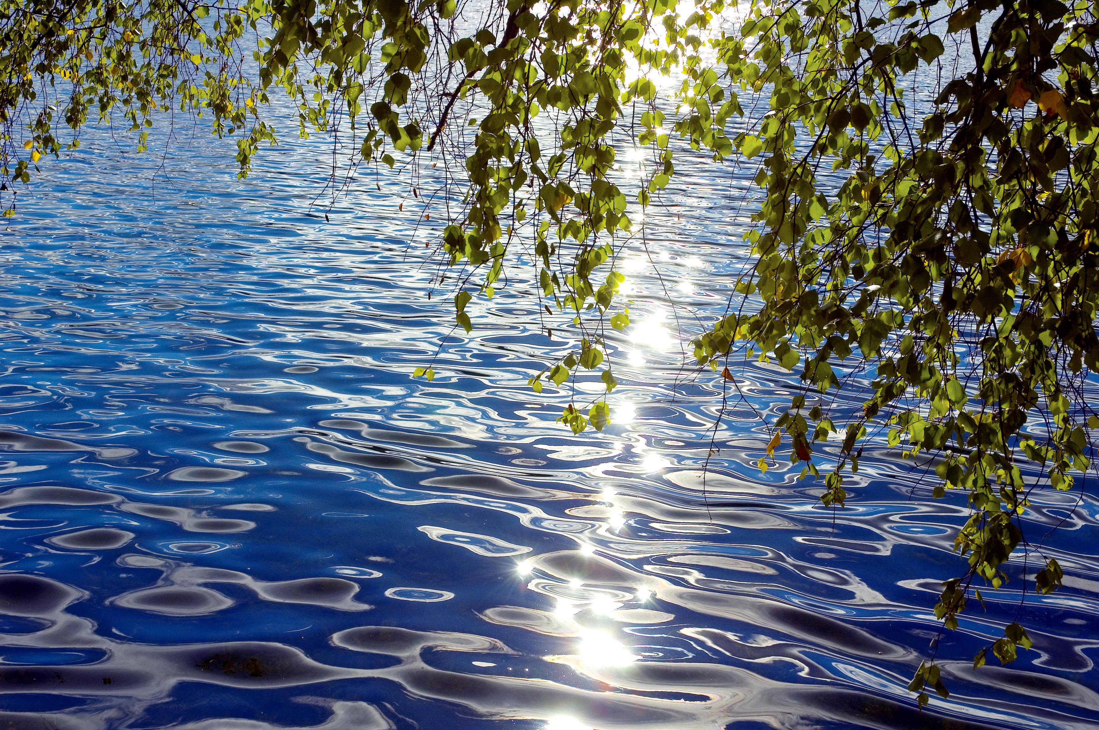 leaves, Twigs, Bent, Over, The, Water, Ripples, Reflections, Sunny Wallpaper
