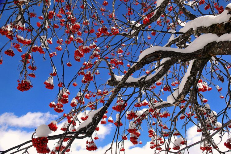 sky, Tree, Berries, Mountain, Ash, Snow HD Wallpaper Desktop Background