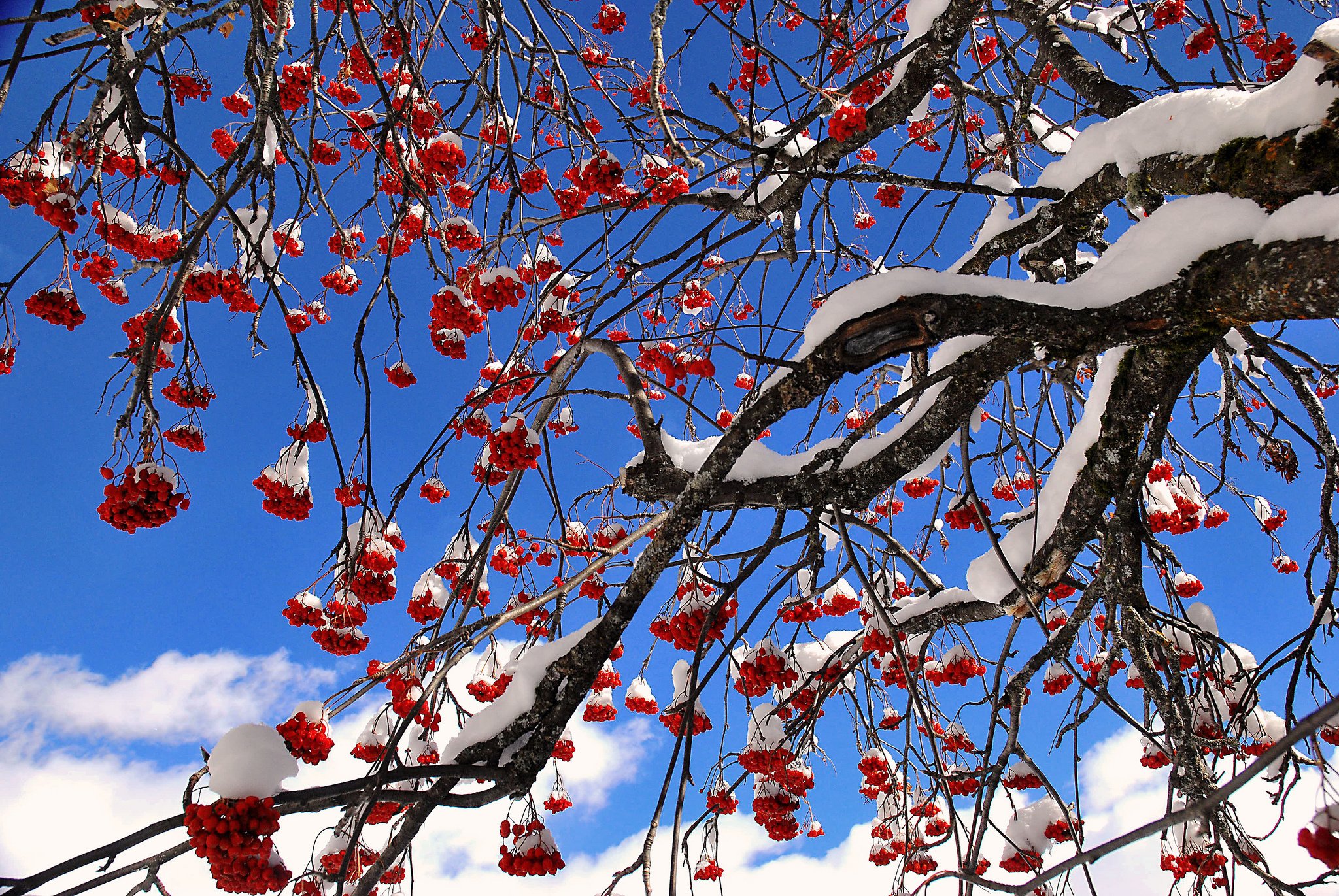 sky, Tree, Berries, Mountain, Ash, Snow Wallpaper