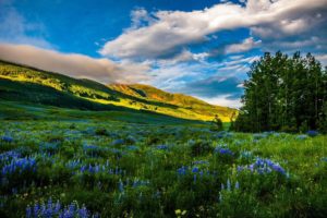 mountains, Meadows, Flowers