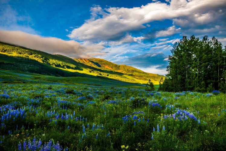 mountains, Meadows, Flowers HD Wallpaper Desktop Background
