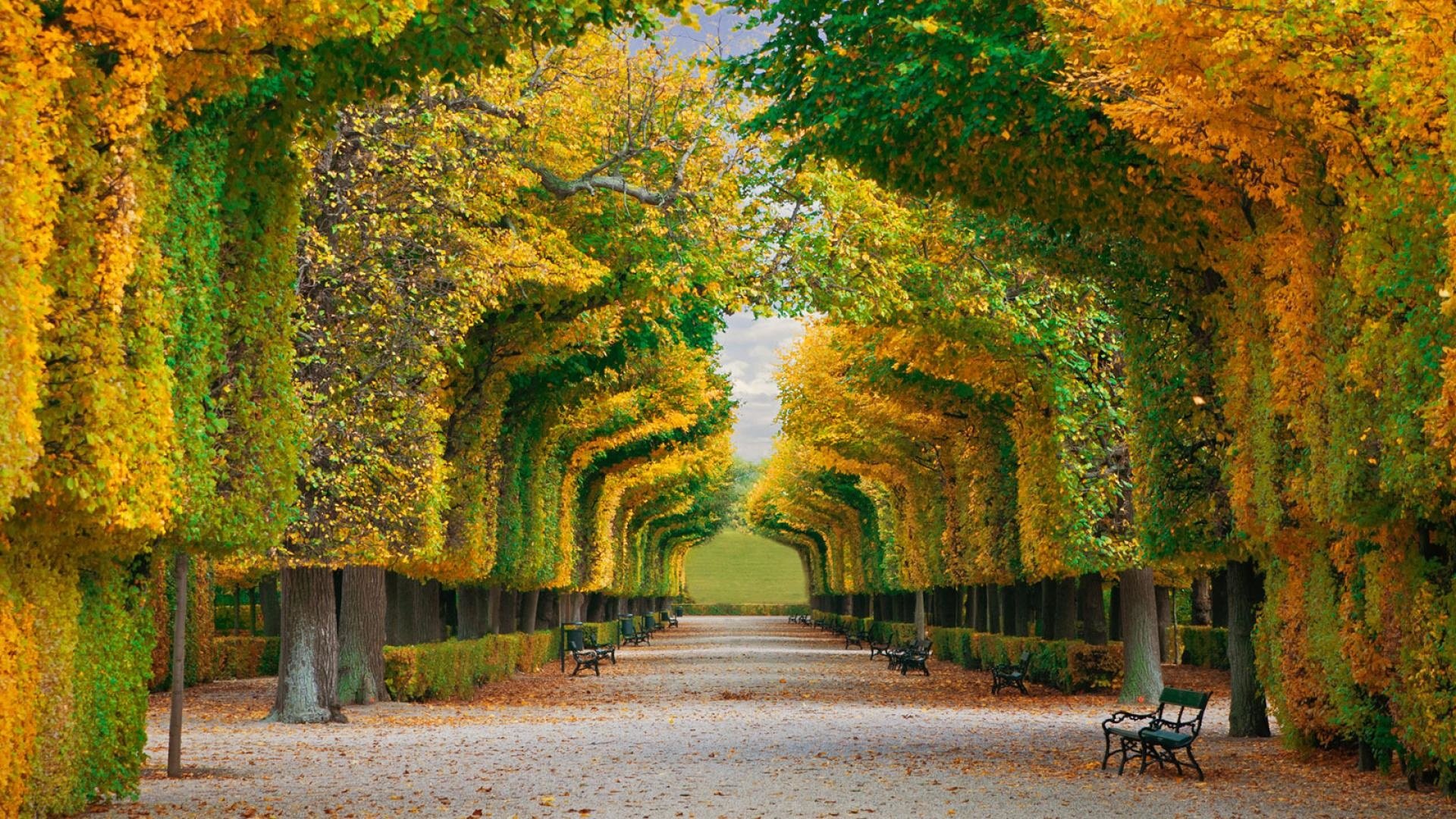 nature, Walkway, Trees, Benches Wallpaper