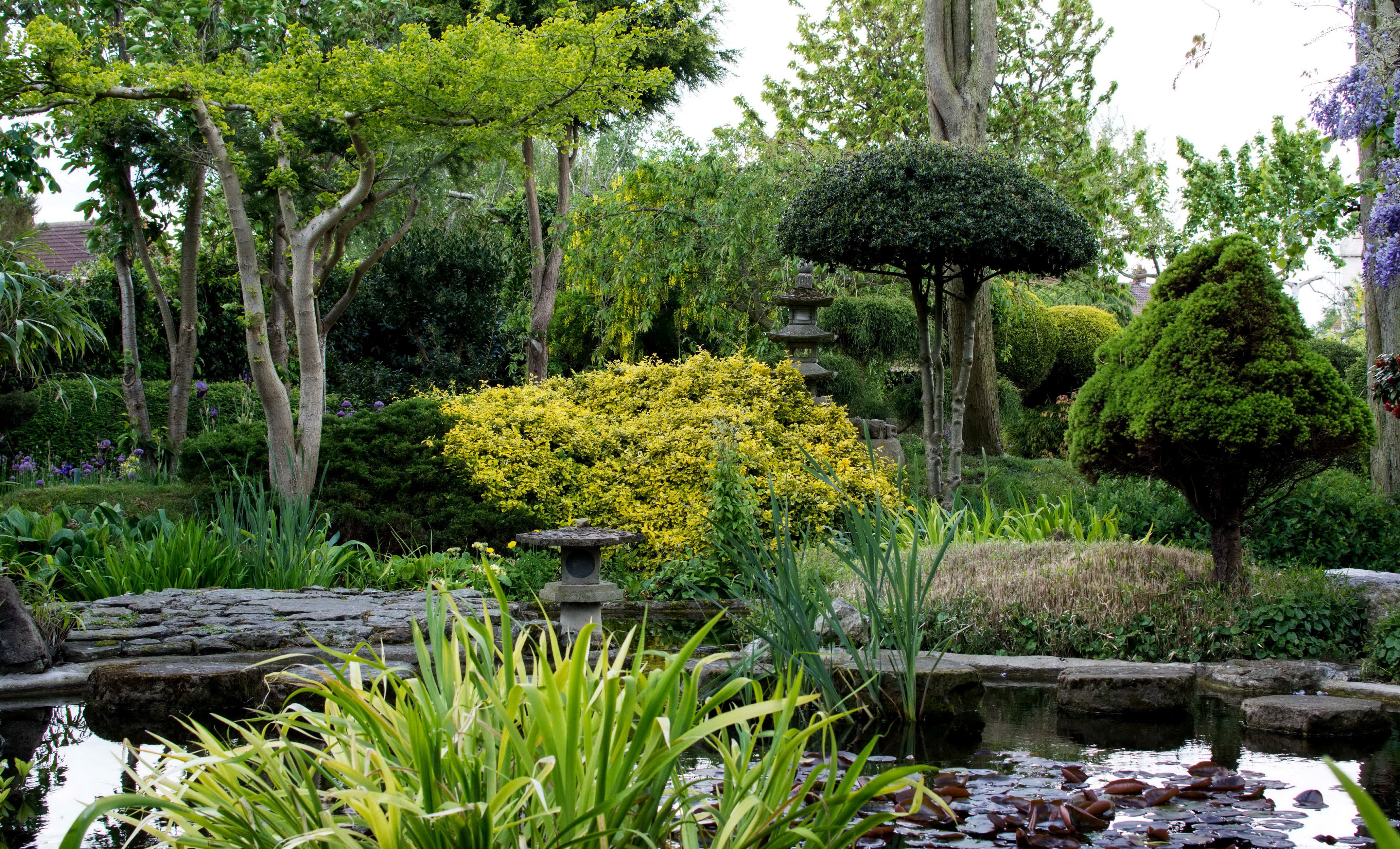 park, Garden, Pond, Reeds, Grass, Bushes, Trees Wallpaper