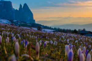 morning, Flowers, Mountains