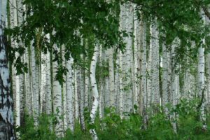 birch, Nature, Foliage, Grove