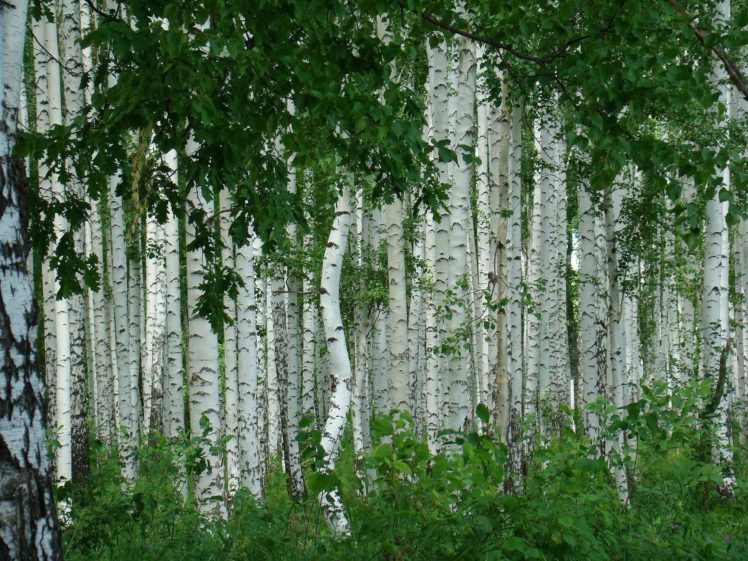 birch, Nature, Foliage, Grove HD Wallpaper Desktop Background