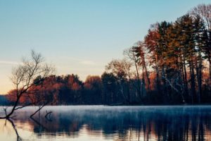 lake, Surface, Mist, Forest, Trees, Morning, Late, Autumn