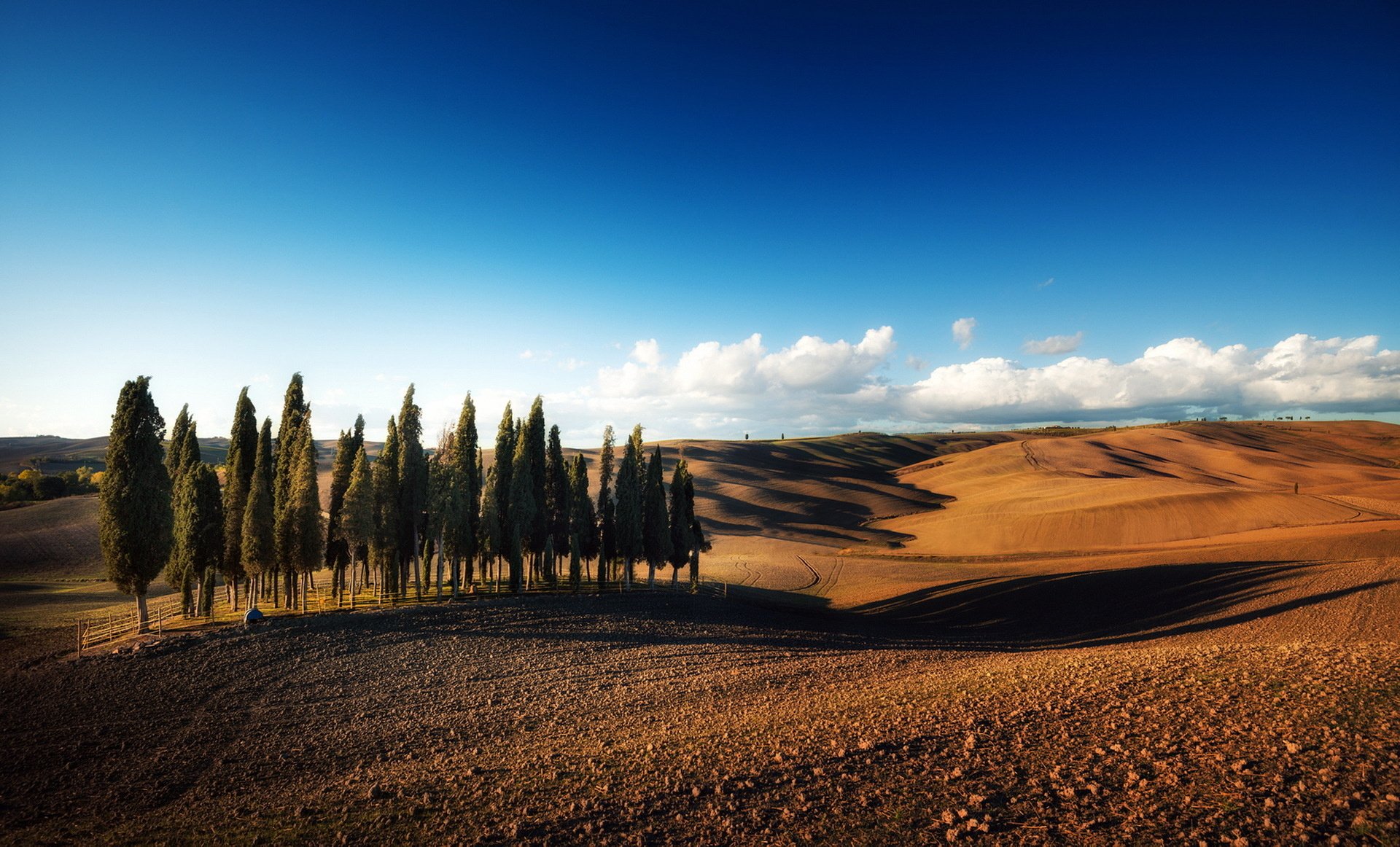 field, Trees Wallpaper