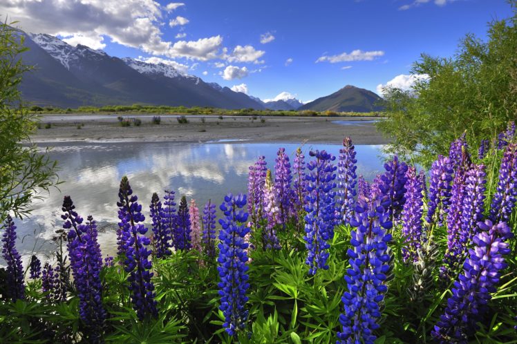 new, Zealand, Mountains, Clouds, Lake, Lupine HD Wallpaper Desktop Background